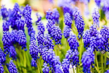 Blooming spring purple muscari flowers.