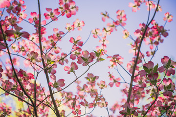 Pink dogwood flowers blooming in the Spring