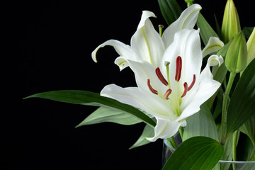 Lily lilly white oriental close up on black background