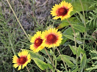 Bright flowers in the garden
