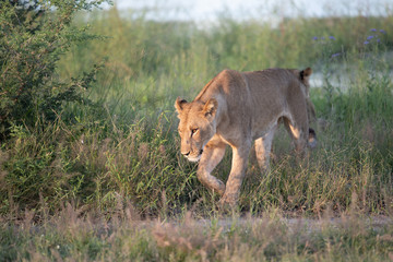 Beautiful Lion Caesar in the golden grass of Masai Mara, Kenya Panthera Leo.