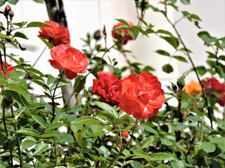 bouquet of red roses