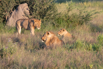 Beautiful Lion Caesar in the golden grass of Masai Mara, Kenya Panthera Leo.