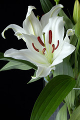 Obraz premium Lily lilly white oriental close up on black background