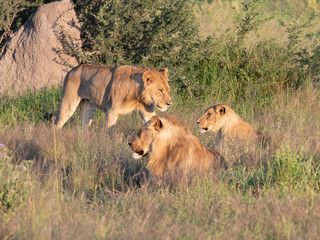 Beautiful Lion Caesar in the golden grass of Masai Mara, Kenya Panthera Leo.
