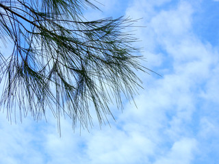 silhouette pine leaf with blue sky