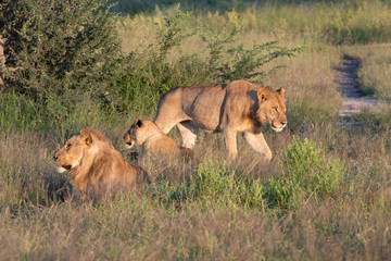 Beautiful Lion Caesar in the golden grass of Masai Mara, Kenya Panthera Leo.