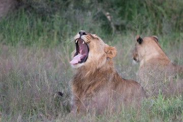 Beautiful Lion Caesar in the golden grass of Masai Mara, Kenya Panthera Leo.