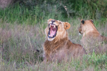 Beautiful Lion Caesar in the golden grass of Masai Mara, Kenya Panthera Leo.