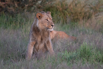 Beautiful Lion Caesar in the golden grass of Masai Mara, Kenya Panthera Leo.