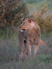 Beautiful Lion Caesar in the golden grass of Masai Mara, Kenya Panthera Leo.