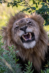 Beautiful Lion Caesar in the golden grass of Masai Mara, Kenya Panthera Leo.