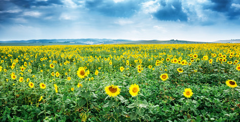 Beautiful bright yellow flower in a field of sunflowers