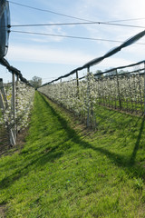 rows of blossoming low-stem fruit trees in an orchard with bright white blossoms