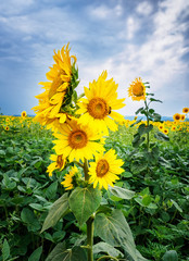 Bush sunflower with the main heads of flowers.. Bee pollinates a flower of a sunflower in the field. Mimicry of insects. Beautiful bright yellow flower in a field of sunflowers