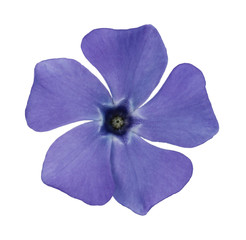 Blue vinca flower on a white background. Isolated picture.
