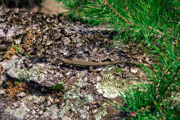 Un lézard sur son rocher