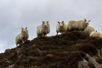 Sheep on the Isle of Skye