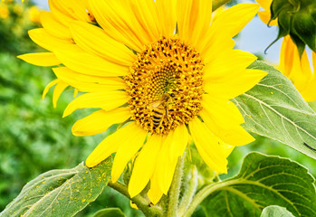 Bush sunflower with the main heads of flowers.. Bee pollinates a flower of a sunflower in the...