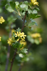 Stachelbeere mit gelben Blüten