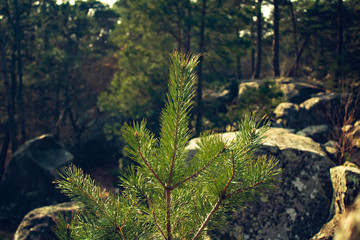 Petit arbuste dans sa forêt