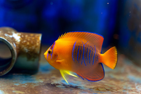 Captive Bred Clarion Angelfish (Holacanthus clarionensis)