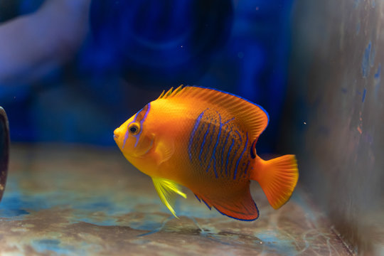 Captive Bred Clarion Angelfish (Holacanthus clarionensis)