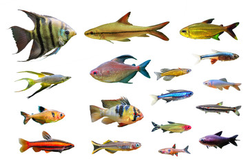 Set of Ornamental Freshwater Fish on white isolated background. such as Leopoldi angelfish, Coral red Pencilfish, German Ram Cichlid, Serpae tetra, Green neon tetra and Rainbowfish etc.
