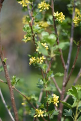 Stachelbeere mit gelben Blüten