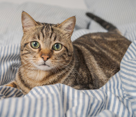 Beautiful short hair cat lying on the bed at home