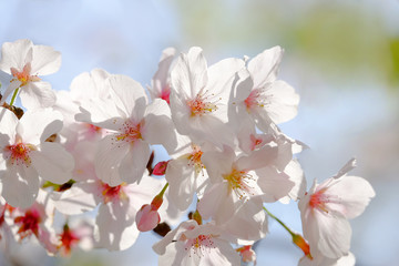 桜