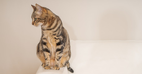 Beautiful short hair cat lying on the sofa at home