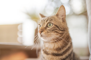 Cute short hair at the garden sittion on a chair outdoors, playing outside on a sunny day