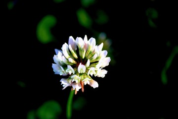 trevo branco - trifolium repens