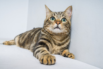 Beautiful short hair cat lying on the bed at home