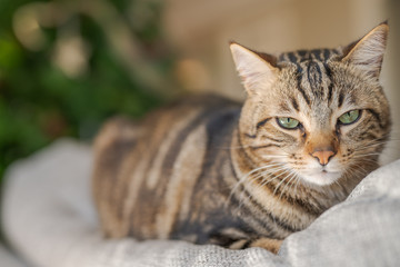Beautiful short hair cat lying on the sofa at home