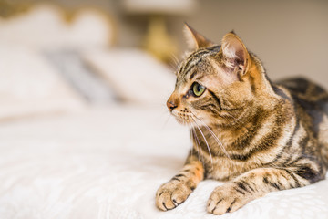 Beautiful short hair cat lying on the bed at home