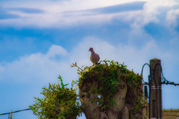 Un pigeon sur son arbre