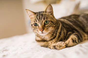 Beautiful short hair cat lying on the bed at home
