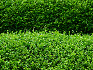 Fototapeta na wymiar green bush in garden