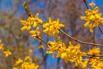 Forsythia in spring