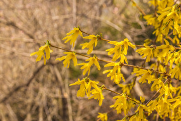 Forsythia in spring