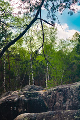 Forêt verte avec ses rochers