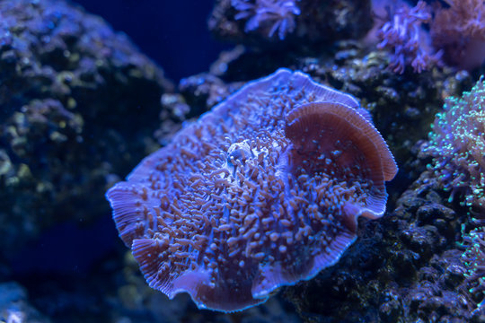 Giant Cup Mushroom or True Elephant Ear Mushroom (Amplexidiscus fenestrafer) a soft coral
