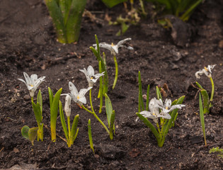 White chionodoxa in the spring