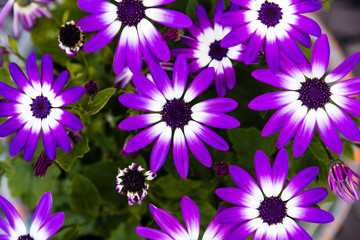 Multiple Senetti flowers