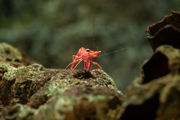 Camel Shrimp..(Rhynchocinetes durbanensis) staying on the rock