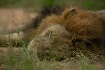 Lion pride slowly getting active after a day of sleeping