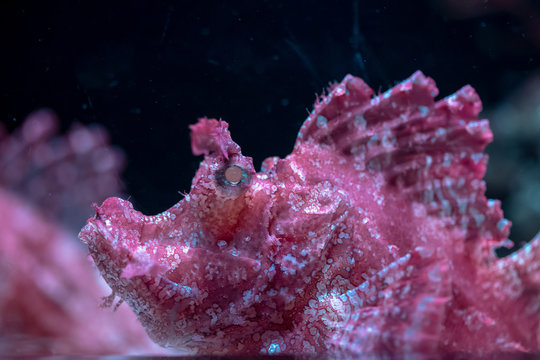 Close up of Weedy scorpionfish (Rhinopias frondosa)