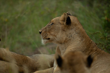 Lion pride slowly getting active after a day of sleeping